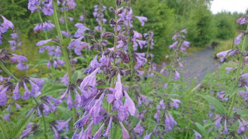 Nepeta sibirica 'Souvenir d'Andre Chaudron'